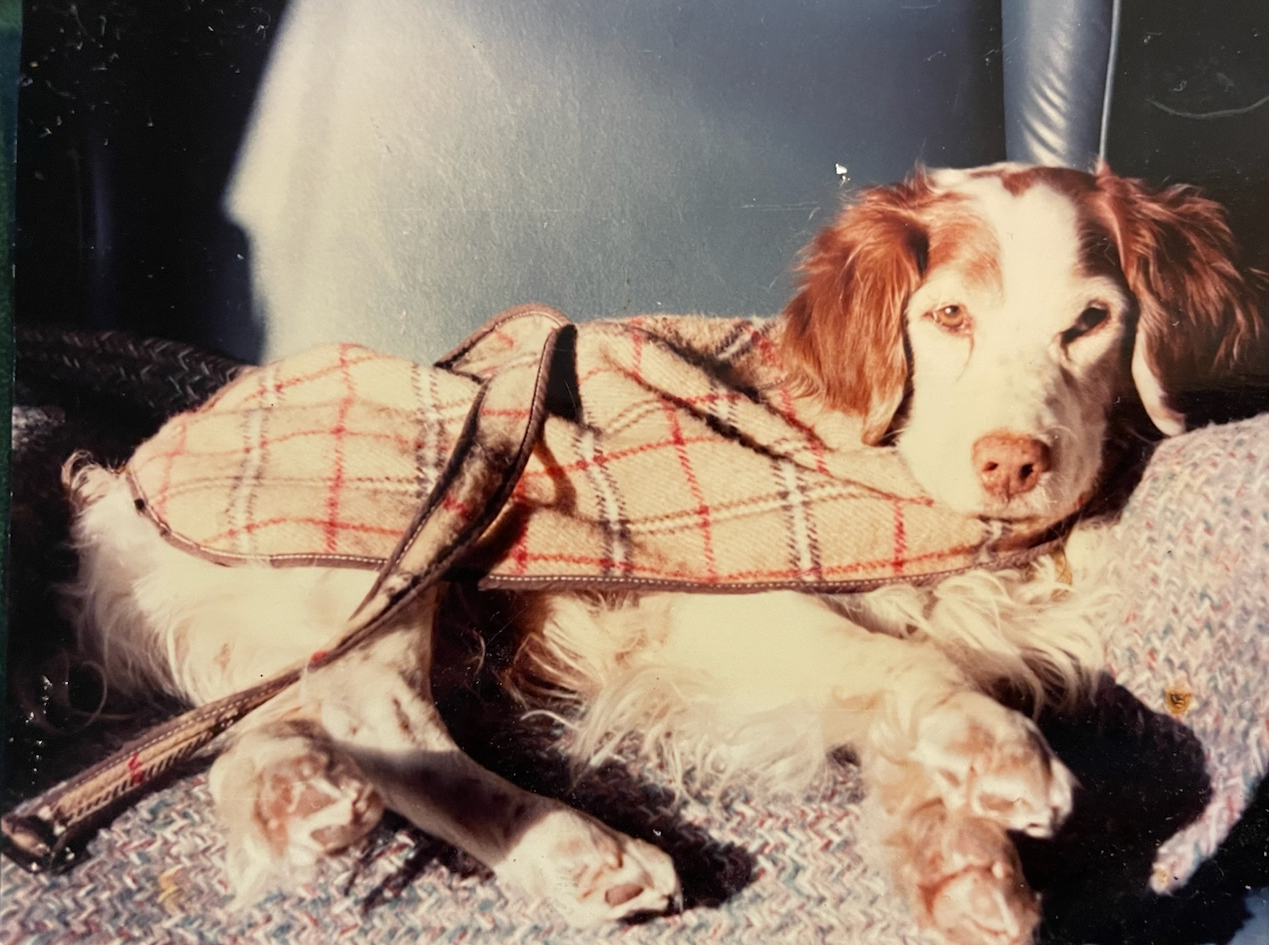 Palliative care pet image