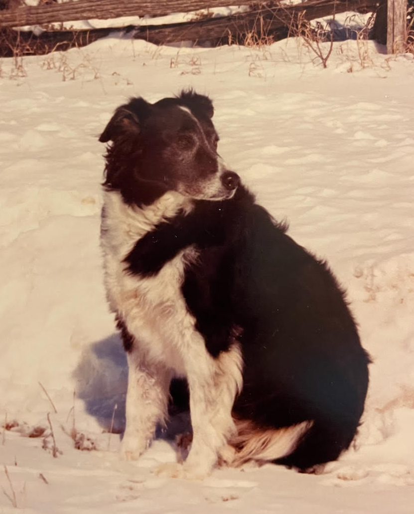 Palliative care pet image